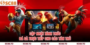 Cập Nhật Hình Thức Đá Gà Trực Tiếp Cho Các Tân Thủ
