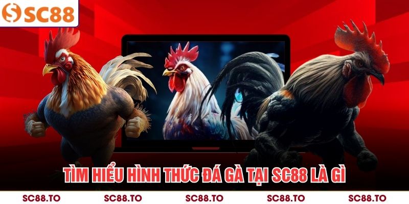 Tìm hiểu hình thức đá gà tại SC88 là gì